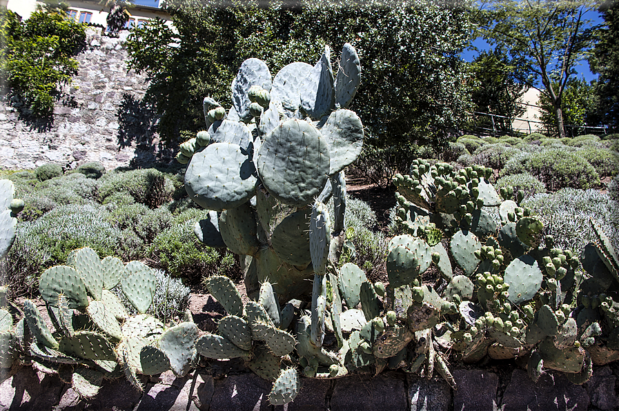 foto Giardini Trauttmansdorff - Giardini del Sole